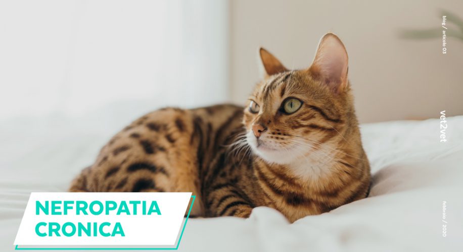 gatto nefropatico cronico