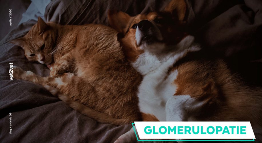 Glomerulopatia
