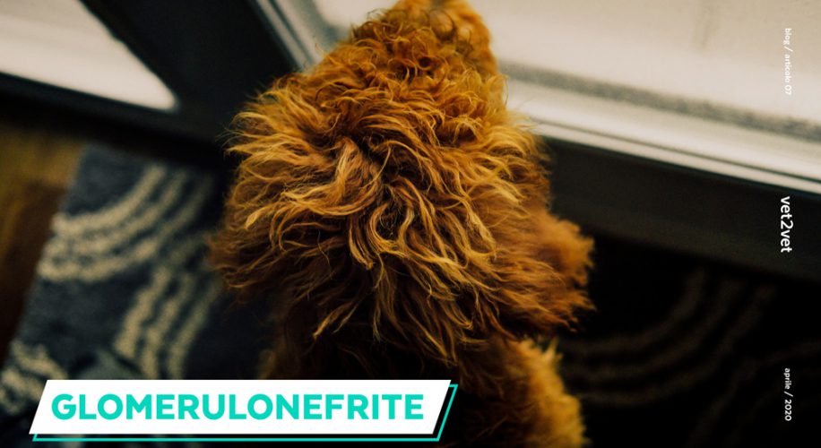 Glomerulonefrite nel cane