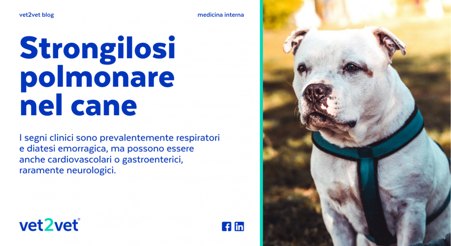 strongilosi polmonare vet2vet