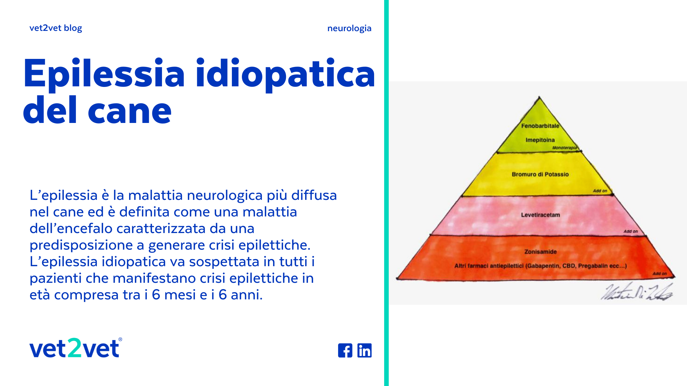 Epilessia idiopatica del cane VET2VET